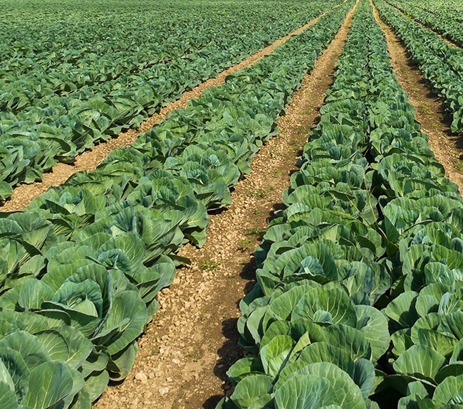 Cabbage Fertilizer Haifa Group